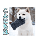 飛び出す★冬を感じる白柴_挨拶（個別スタンプ：13）