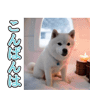 飛び出す★冬を感じる白柴_挨拶（個別スタンプ：14）