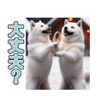 飛び出す★冬を感じる白柴_挨拶（個別スタンプ：15）