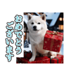 飛び出す★冬を感じる白柴_挨拶（個別スタンプ：16）