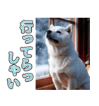 飛び出す★冬を感じる白柴_挨拶（個別スタンプ：19）