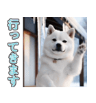 飛び出す★冬を感じる白柴_挨拶（個別スタンプ：20）