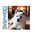 飛び出す★冬を感じる白柴_挨拶（個別スタンプ：21）