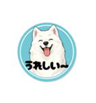 モフモフサモエドのシロ君（個別スタンプ：1）