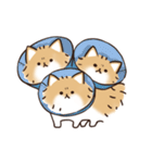 ケルベロス（ポメラニアン）（個別スタンプ：13）