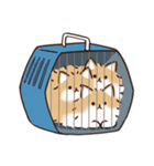 ケルベロス（ポメラニアン）（個別スタンプ：40）