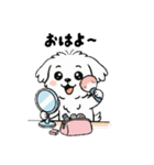 白い犬(もふもふマルチーズ)2（個別スタンプ：1）