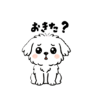 白い犬(もふもふマルチーズ)2（個別スタンプ：2）
