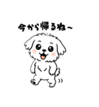 白い犬(もふもふマルチーズ)2（個別スタンプ：4）