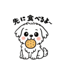 白い犬(もふもふマルチーズ)2（個別スタンプ：7）