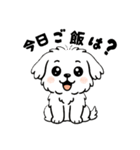 白い犬(もふもふマルチーズ)2（個別スタンプ：8）