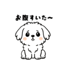 白い犬(もふもふマルチーズ)2（個別スタンプ：9）