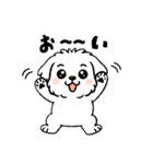 白い犬(もふもふマルチーズ)2（個別スタンプ：10）