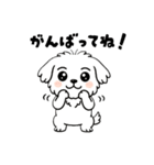 白い犬(もふもふマルチーズ)2（個別スタンプ：11）