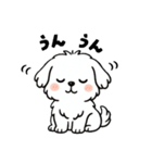 白い犬(もふもふマルチーズ)2（個別スタンプ：12）
