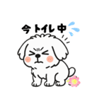 白い犬(もふもふマルチーズ)2（個別スタンプ：14）