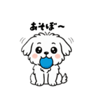 白い犬(もふもふマルチーズ)2（個別スタンプ：15）