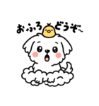白い犬(もふもふマルチーズ)2（個別スタンプ：16）
