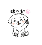 白い犬(もふもふマルチーズ)2（個別スタンプ：17）