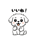 白い犬(もふもふマルチーズ)2（個別スタンプ：19）