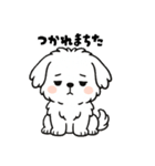 白い犬(もふもふマルチーズ)2（個別スタンプ：21）