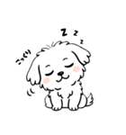 白い犬(もふもふマルチーズ)2（個別スタンプ：22）