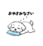 白い犬(もふもふマルチーズ)2（個別スタンプ：24）