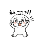 白い犬(もふもふマルチーズ)2（個別スタンプ：28）
