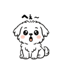 白い犬(もふもふマルチーズ)2（個別スタンプ：29）