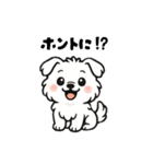 白い犬(もふもふマルチーズ)2（個別スタンプ：31）