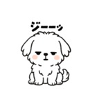 白い犬(もふもふマルチーズ)2（個別スタンプ：33）