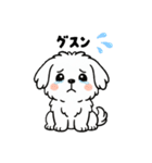 白い犬(もふもふマルチーズ)2（個別スタンプ：34）