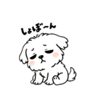 白い犬(もふもふマルチーズ)2（個別スタンプ：35）