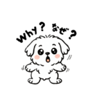 白い犬(もふもふマルチーズ)2（個別スタンプ：36）