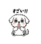白い犬(もふもふマルチーズ)2（個別スタンプ：37）