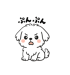 白い犬(もふもふマルチーズ)2（個別スタンプ：38）