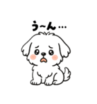 白い犬(もふもふマルチーズ)2（個別スタンプ：39）