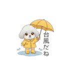 犬の日特集用♡トイプードル秋冬用スタンプ（個別スタンプ：3）