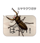 集まれ！日本のクワガタ2（個別スタンプ：3）
