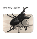 集まれ！日本のクワガタ2（個別スタンプ：5）