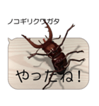 集まれ！日本のクワガタ2（個別スタンプ：14）