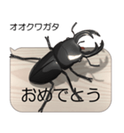 集まれ！日本のクワガタ2（個別スタンプ：15）