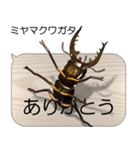集まれ！日本のクワガタ2（個別スタンプ：16）