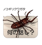 集まれ！日本のクワガタ2（個別スタンプ：20）