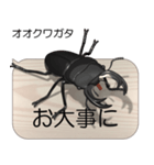 集まれ！日本のクワガタ2（個別スタンプ：22）