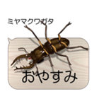 集まれ！日本のクワガタ2（個別スタンプ：24）