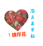 冬に向かって彼岸花スタンプ（個別スタンプ：5）