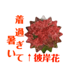 冬に向かって彼岸花スタンプ（個別スタンプ：8）