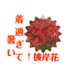 冬に向かって彼岸花スタンプ1（個別スタンプ：1）