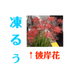 冬に向かって彼岸花スタンプ1（個別スタンプ：5）